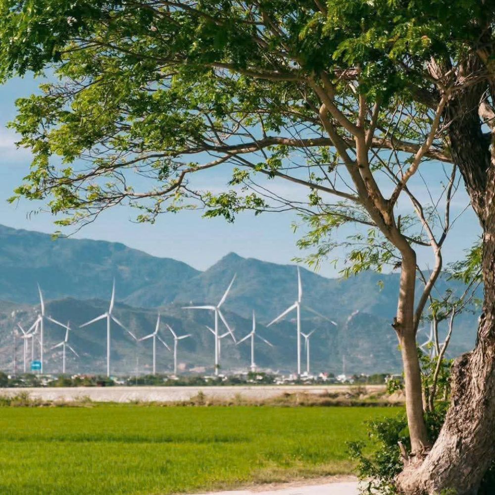 Cánh đồng Đầm Nại