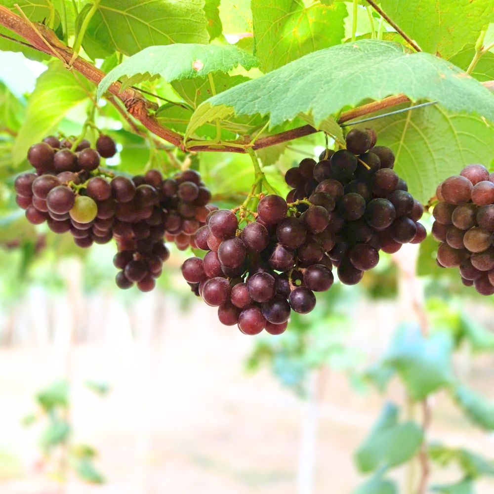 Vườn nho Ninh Thuận